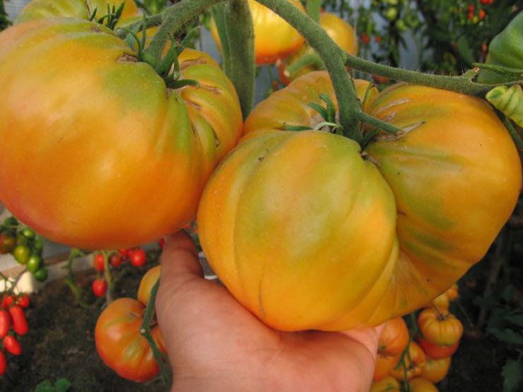 Сорта желтых помидоров