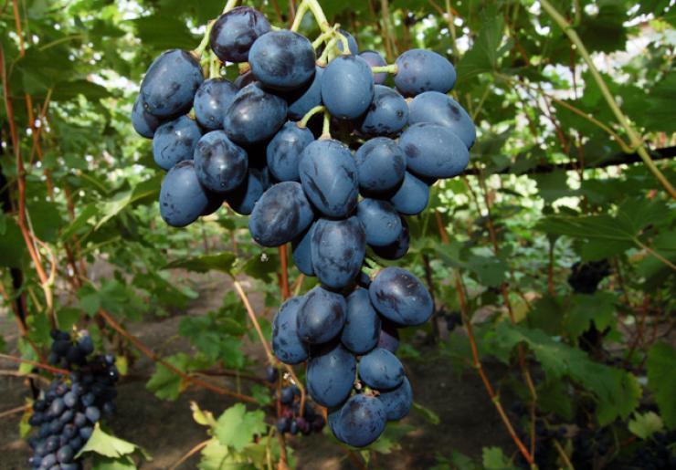 Как вырастить виноград в теплице