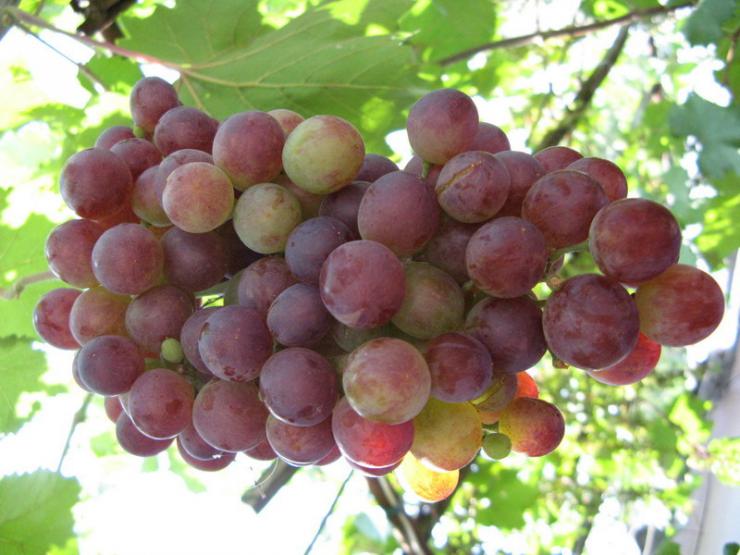 20 ранних и крупных сортов винограда: фото и описание