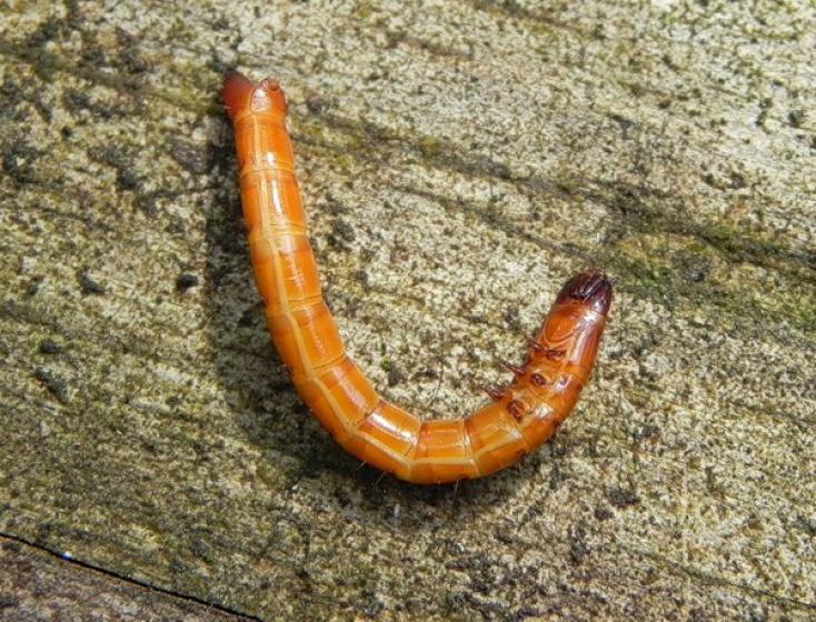  Фото: проволочник (личинка жука щелкуна)