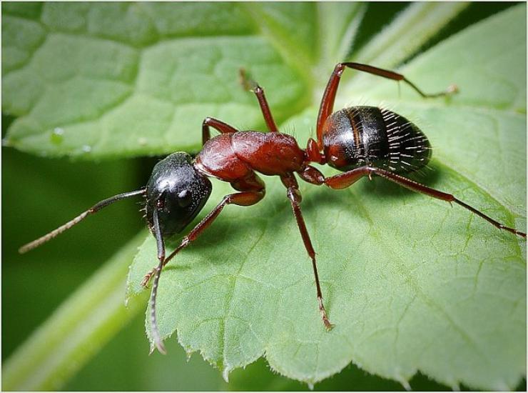 Фото: муравей