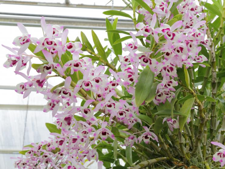 Дендробиум – неприхотливая обильноцветущая орхидея