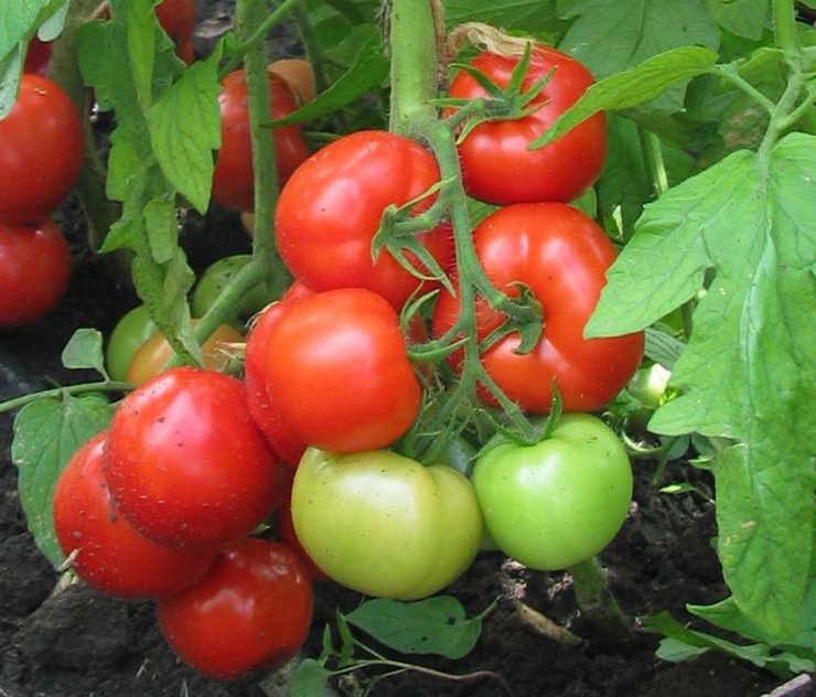 Ранние сорта томатов для открытого грунта в Сибири