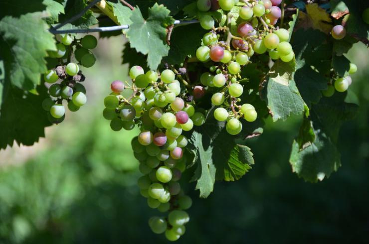 Выращивание винограда в Средней полосе: посадка и уход