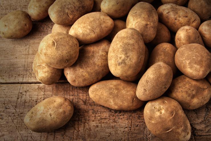 Сорта картофеля для Сибири