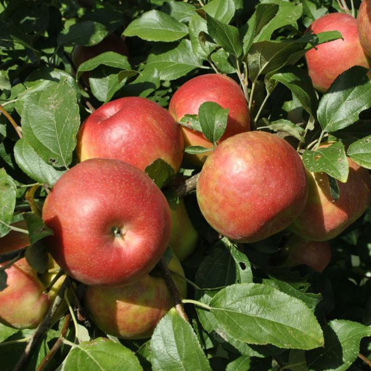Сорта яблонь для Кемеровской области названия, фото, описание