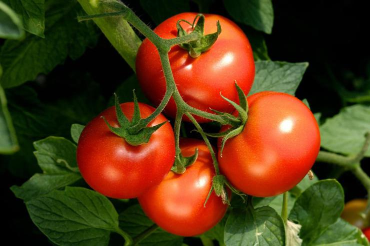 Сорта помидор для Сибири (отзывы)