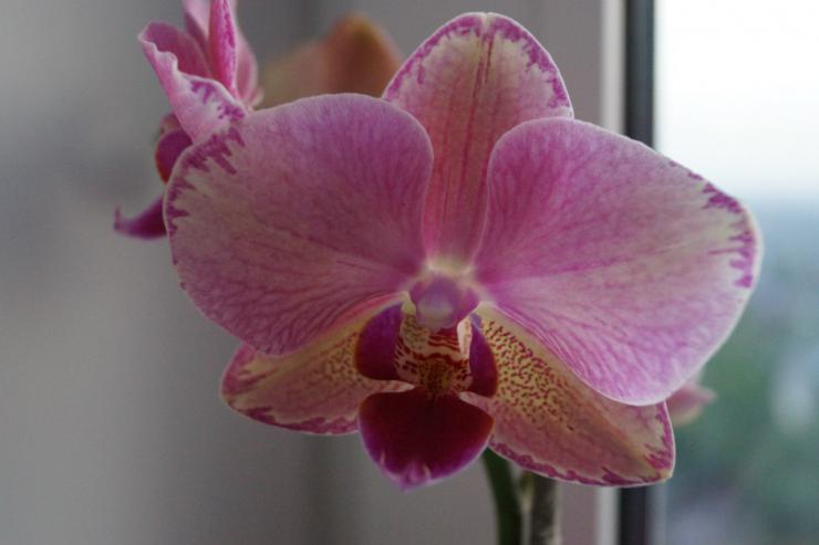 Если орхидея отцвела — что делать с ней дальше, как правильно организовать уход?