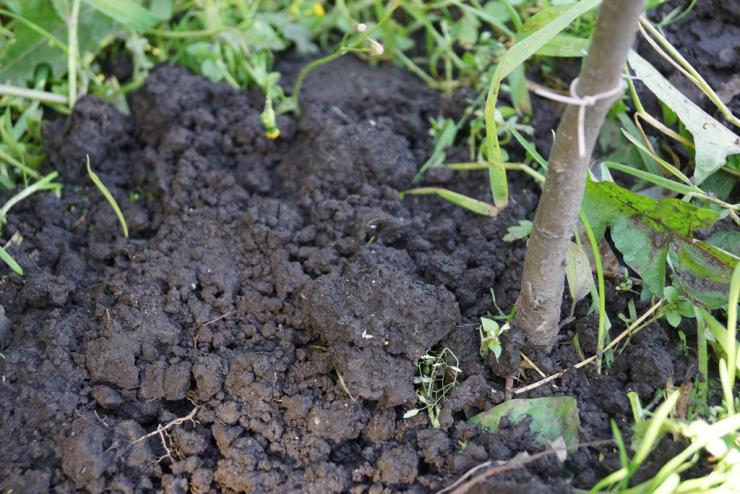 Кислотность почвы: как определить, проверить, повысить и понизить