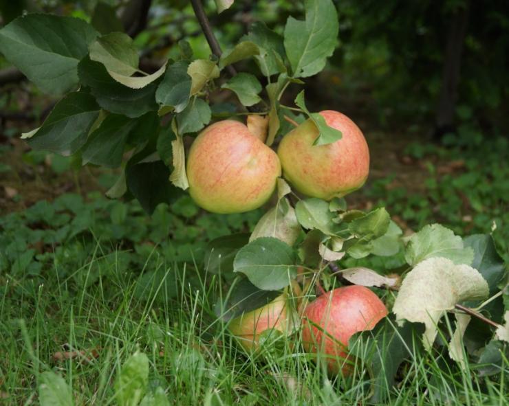 Сорта крупноплодный яблонь для Сибири