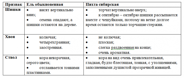 Пихта и ель отличия фото