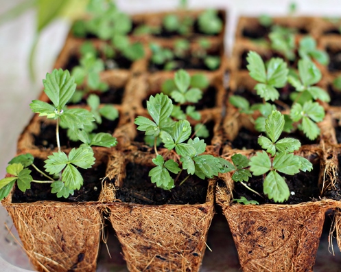 Как вырастить землянику из семян: выращивание и посадка