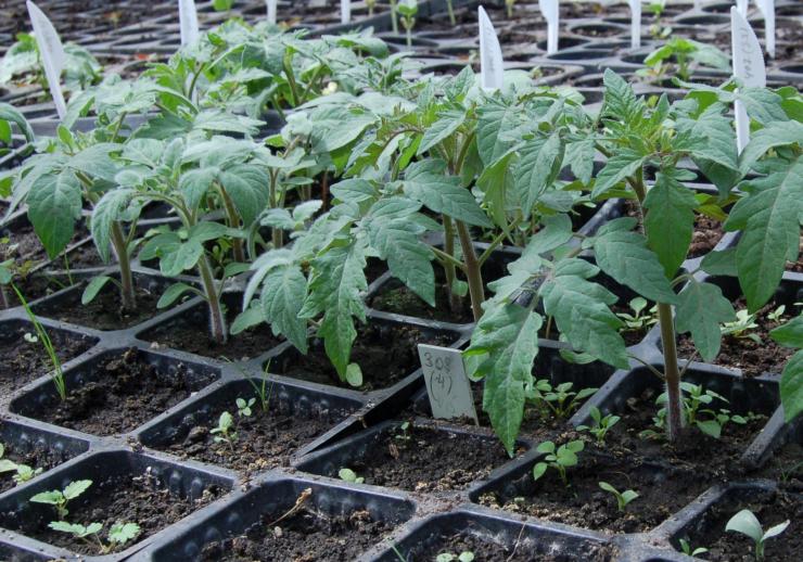как подготовить семена томатов к посеву на рассаду
