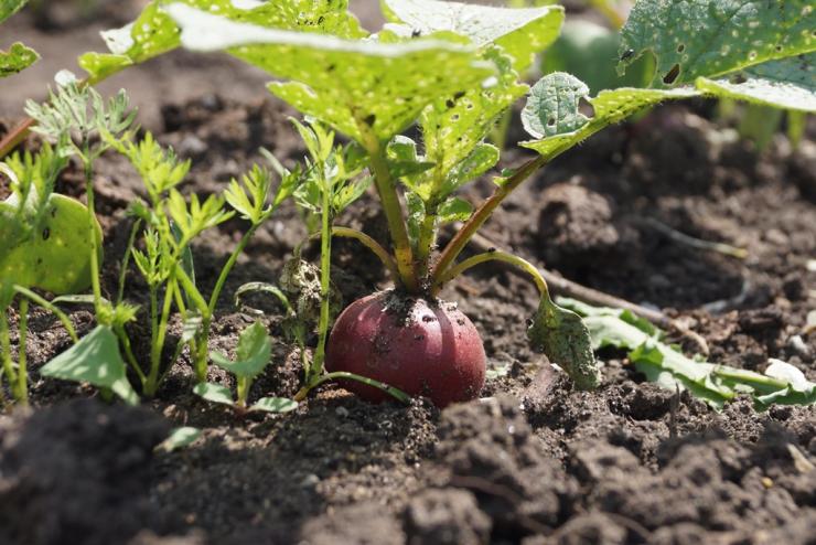 как вырастить ранние овощи