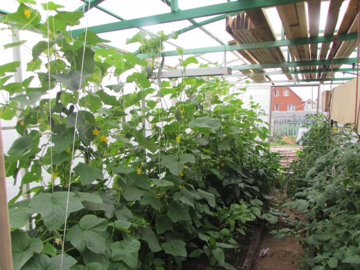 Как вырастить в теплице: огурцы, томаты, перцы, баклажаны