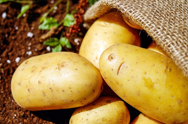 Лучшие сорта картофеля для выращивания в Приморье