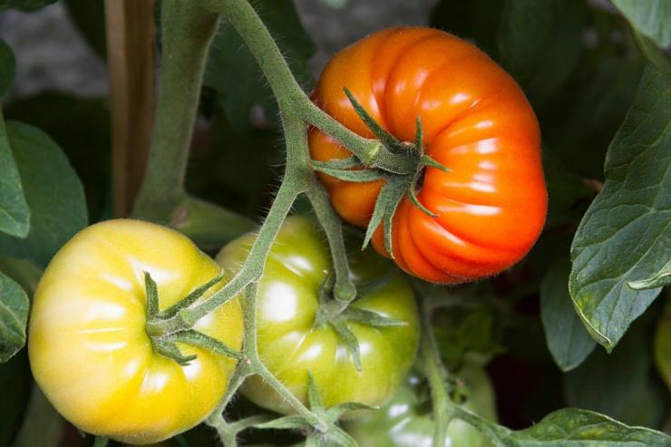 Как обработать помидоры медным купоросом?