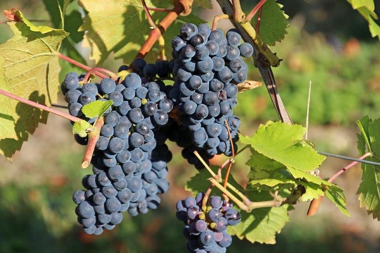 Как ухаживать за виноградом в августе: чеканка, посадка, обрезка