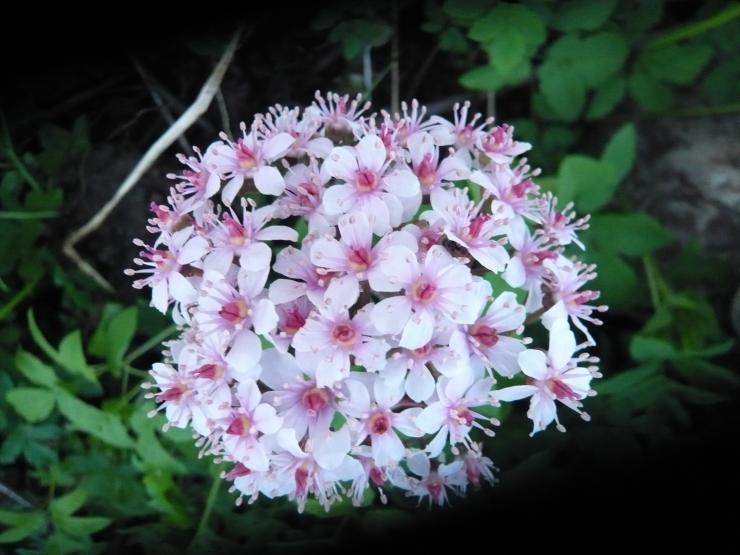Дармера фото. Дармера щитовидная – фото цветка, выращивание в саду
