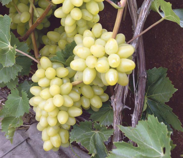 Как вырастить урожайные саженцы винограда в Сибири