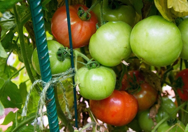 как выращивать томаты в хабаровском крае