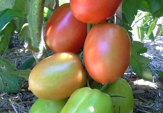 как вырастить томаты в хабаровском крае