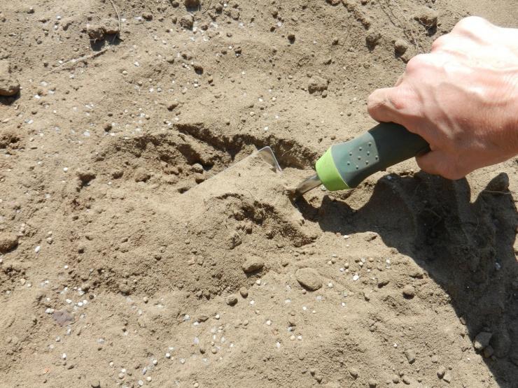 как вырастить лук и укроп на песчаной почве