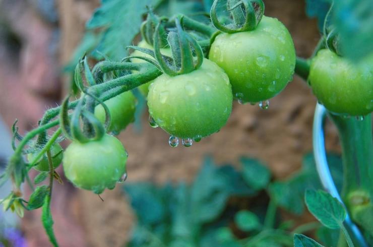 Полив томатов в теплице: правила и хитрости полива помидоров