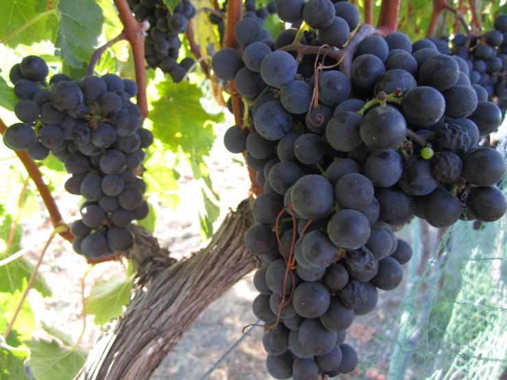 Как посадить виноград на Урале: в траншею или на дренаж