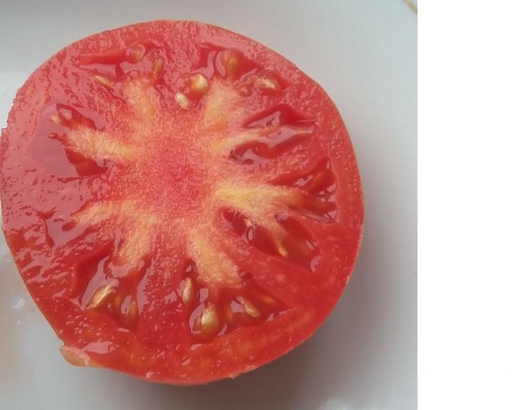Готовим семена томатов. Семена помидор в разрезе. Собственные семена из помидор. Томат Сирано. Берет помидор.