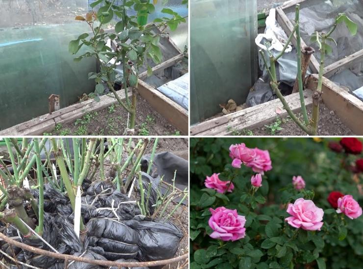 Как сохранить домашние срезанные розы