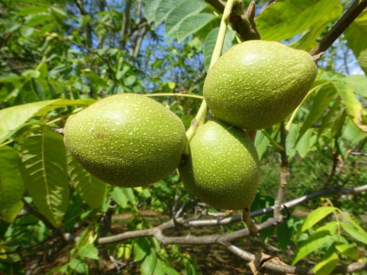 Маньчжурский орех особенности выращивания и способы применения