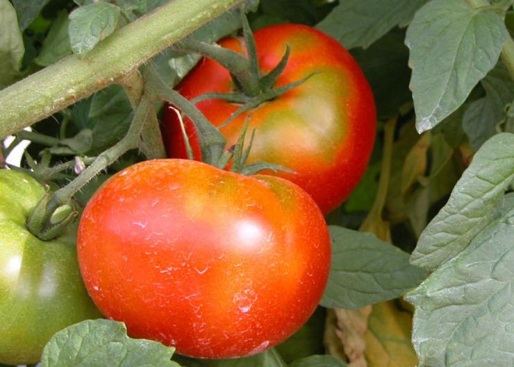 Сорта томатов для открытого грунта в Подмосковье