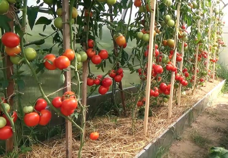 Как ухаживать за томатами в теплице в сентябре?