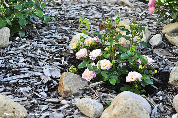 Как красиво оформить клумбу с розами: 35 фото с примерами