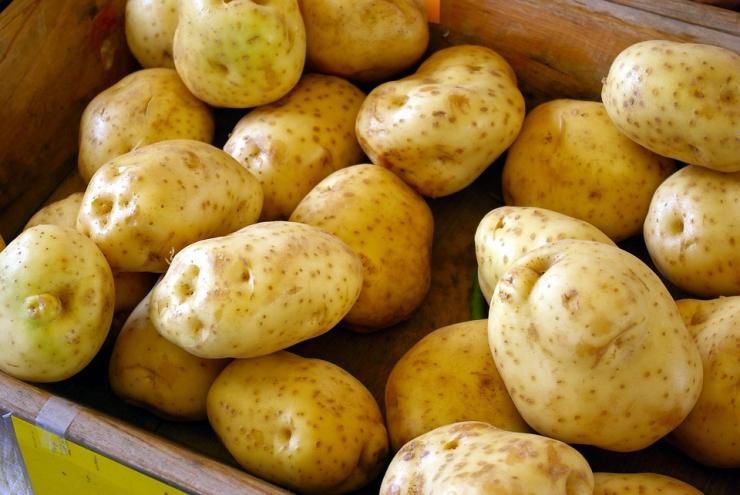 Лучшие сорта картофеля для Урала: фото и описание
