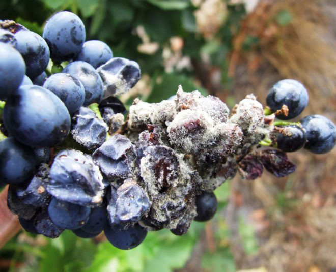 борьба с серой гнилью на винограде
