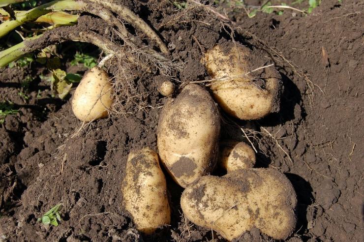 как сохранить старый сорт картофеля