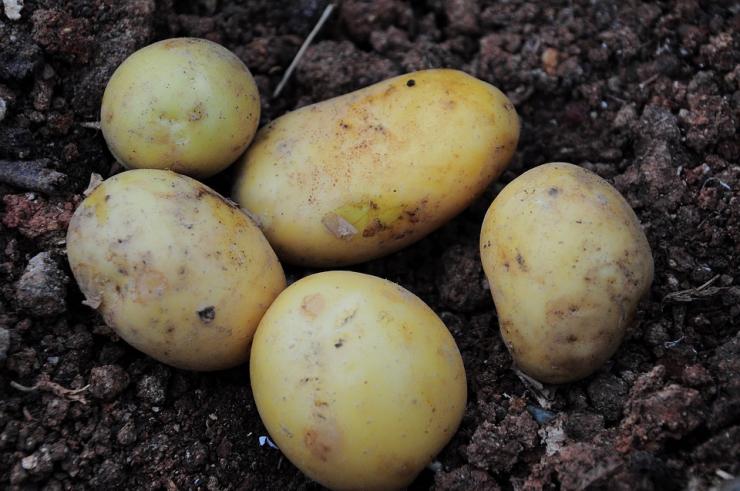 Стеблевая нематода картофеля - как бороться?