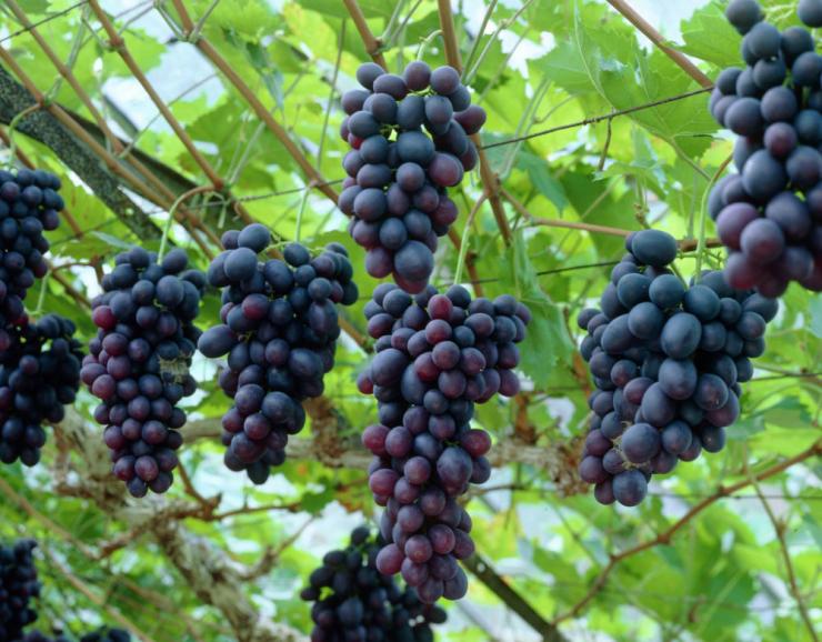 выращивание винограда в новосибирской области посадка и уход
