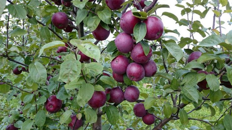 Описание сорта яблони Коричное полосатое: фото яблок, важные характеристики, урожайность с дерева