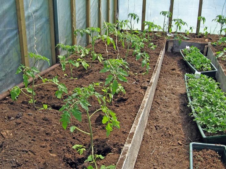 Как сажать помидоры в теплице: схема посадки и расстояние между рядами