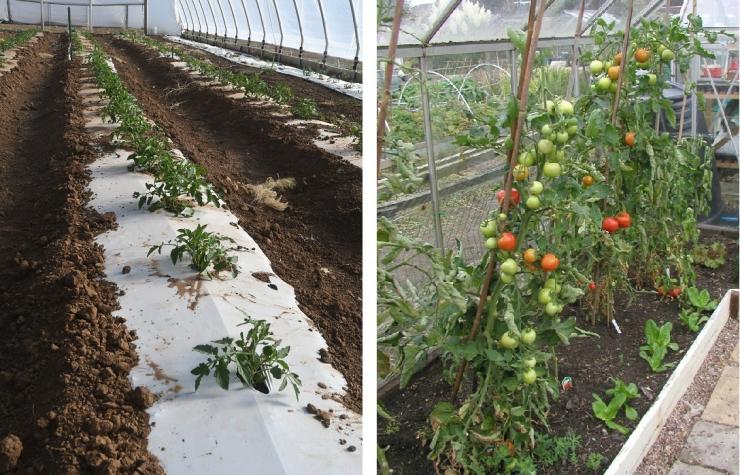 Сколько кустов томатов можно посадить. Высадка помидор в теплице 3х6. Посадка помидор в теплицу. Помидоры в теплице в один ряд. Высокорослые томаты в теплице.