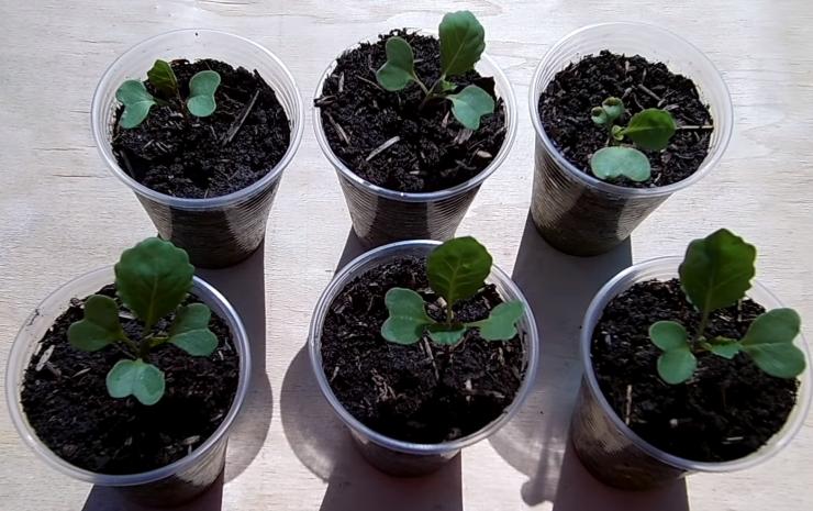 Как вырастить рассаду капусты в домашних условиях, как ухаживать за растением в этот период