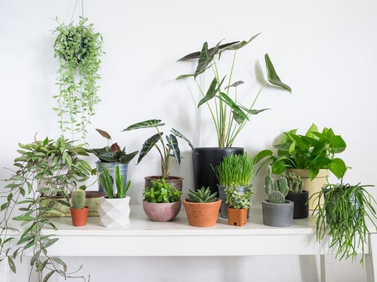 комнатные растения для детской