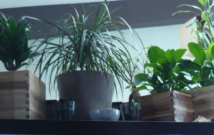 Какие комнатные растения полезны для детей thumbnail