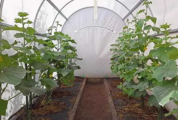 Посадка и выращивание овощей в теплице: рекомендации эксперта