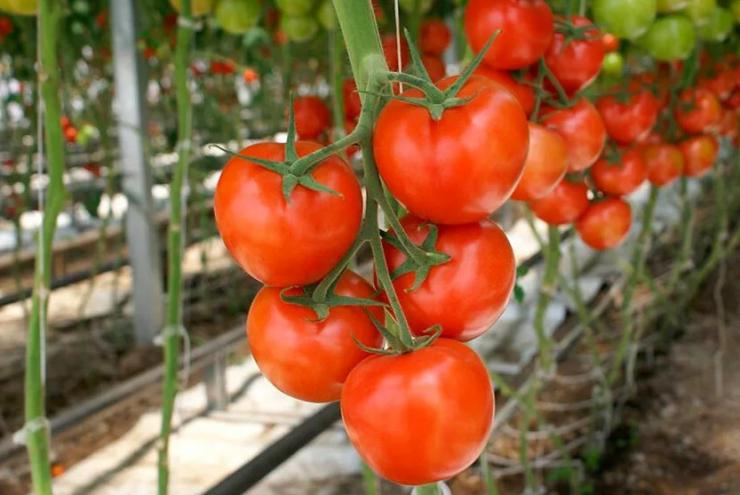 Посадка томатов (помидор) семенами в теплицу: безрассадный способвыращивания томатов.