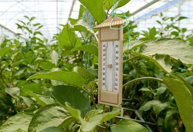 Как защитить растения от жары в теплице? 