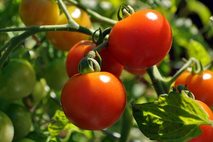 Как поливать помидоры, томаты в жару в теплице и открытом грунте